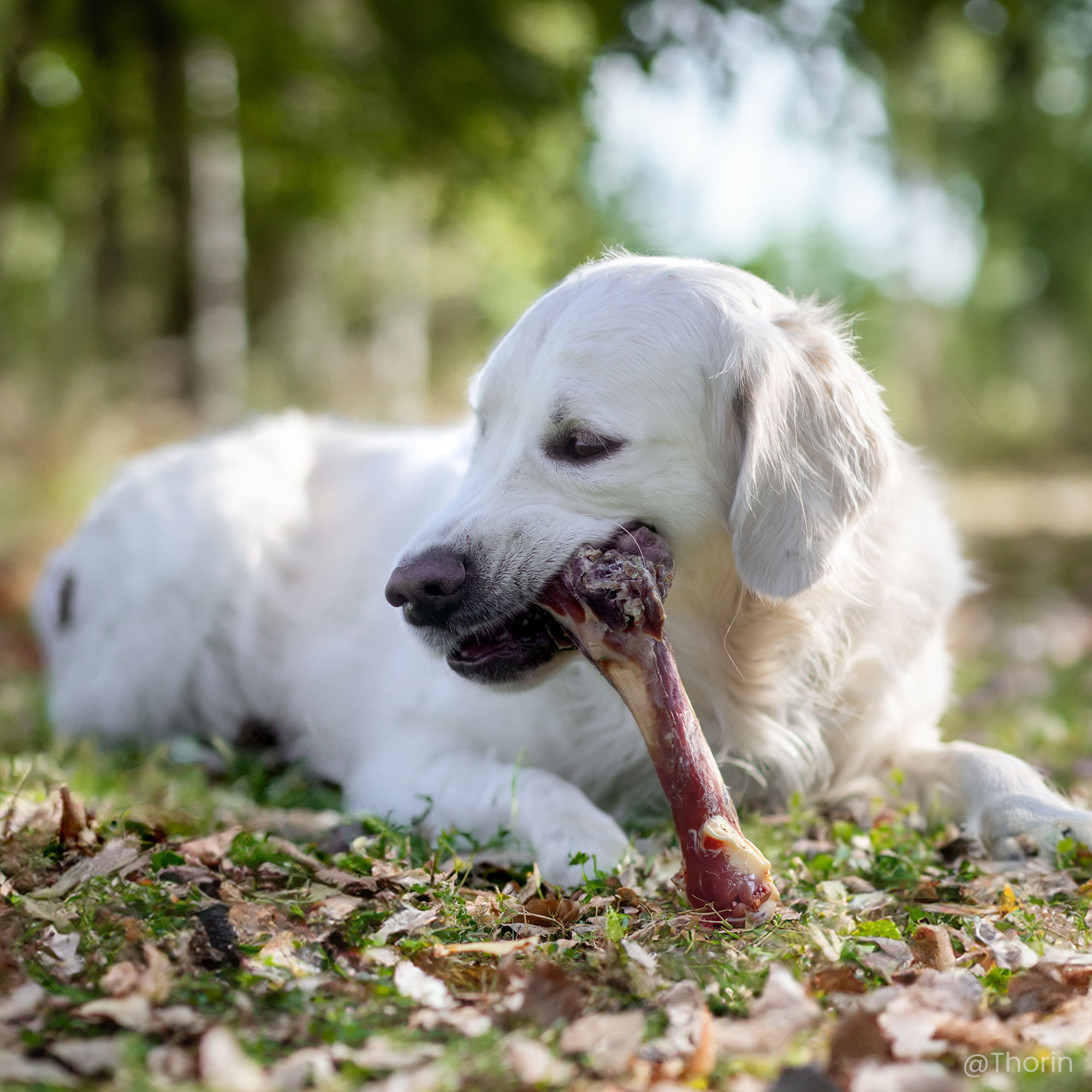 Golden Retriever entrain de mastiquer un os de jambon dans la nature 