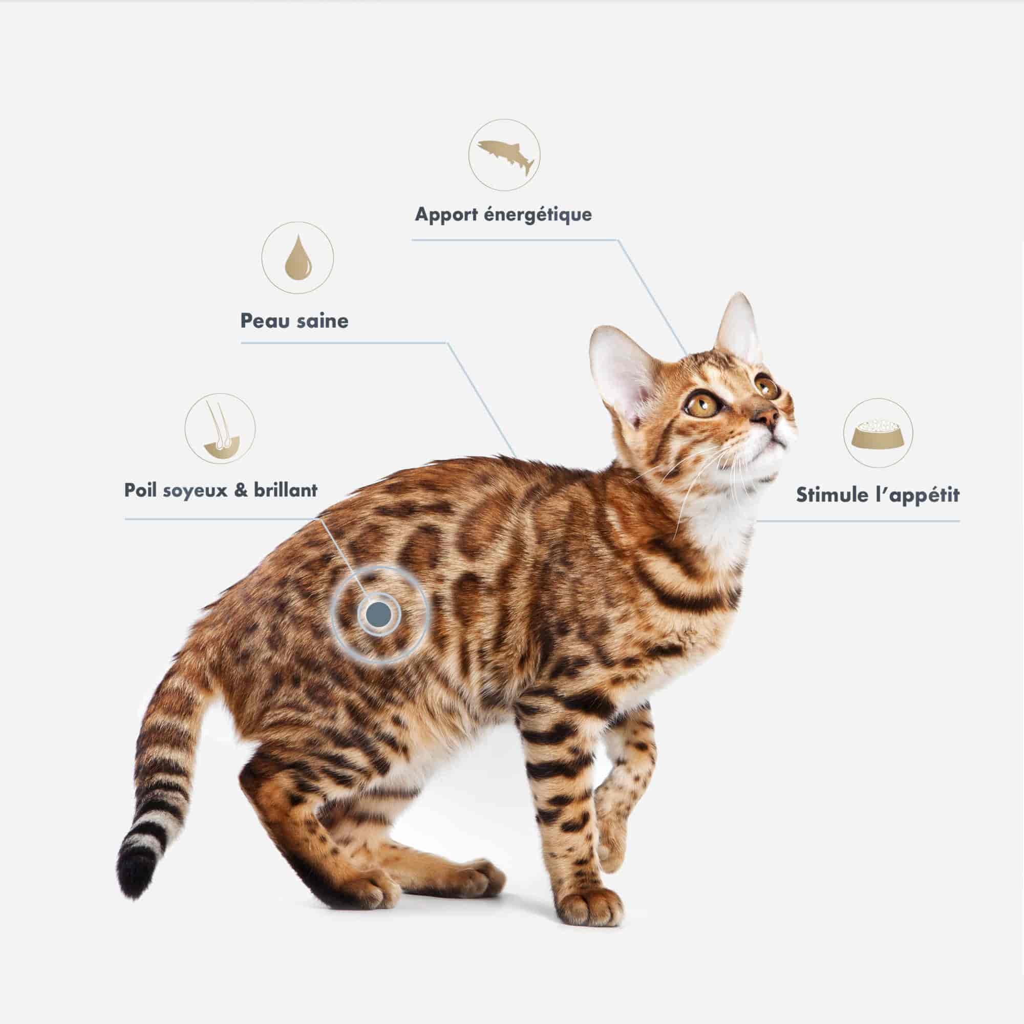 Bengal assis avec mise en avant des bienfaits de l'huile de saumon