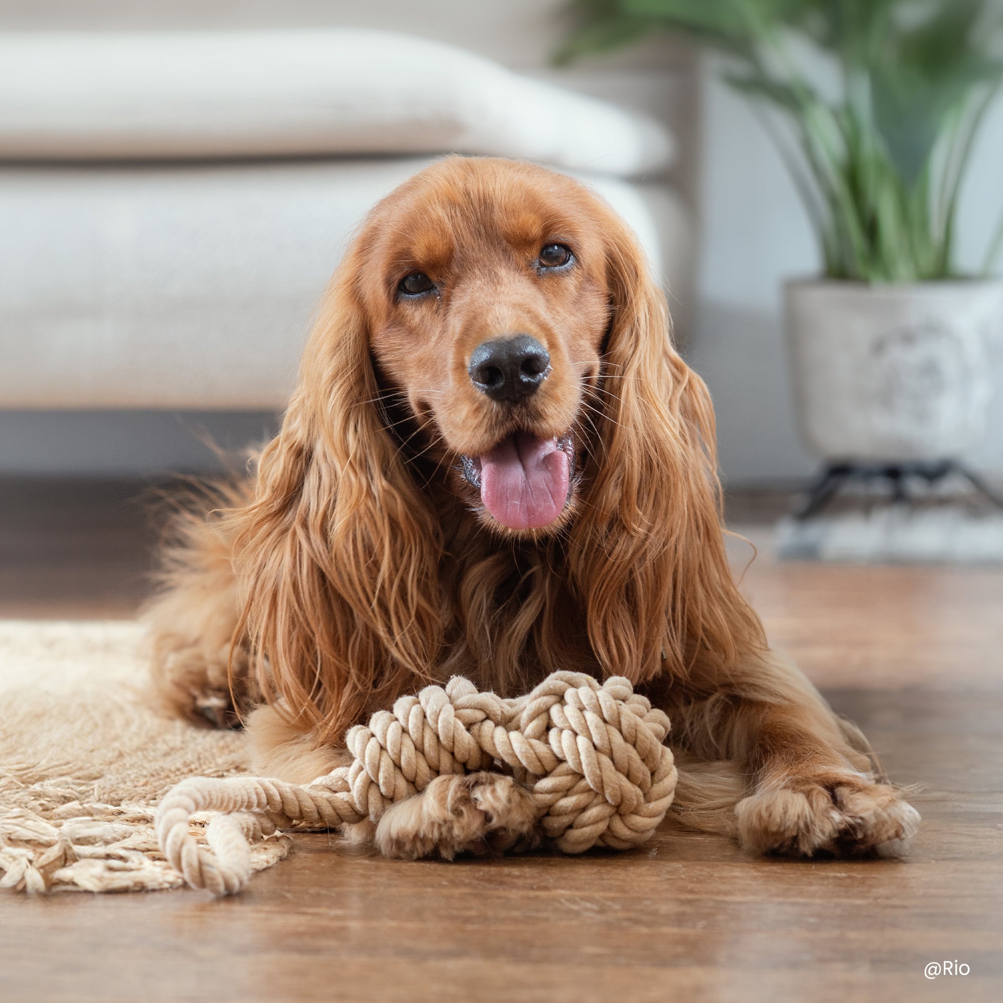 Cocker anglais tirant la langue et couché à côté du jouet balle en corde Ultra Premium Direct