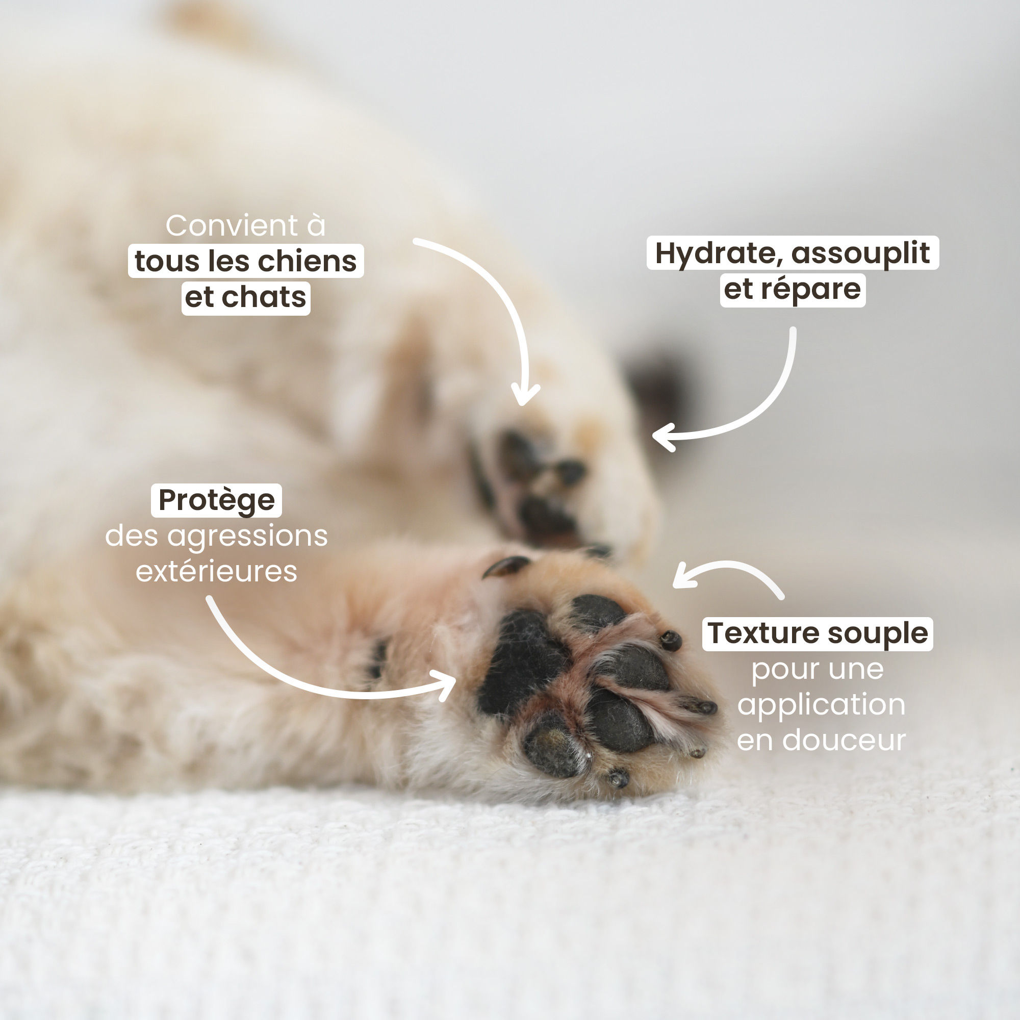 Les 4 bénéfices du Baume nourrissant indiqués sur les coussinets d'un petit chien