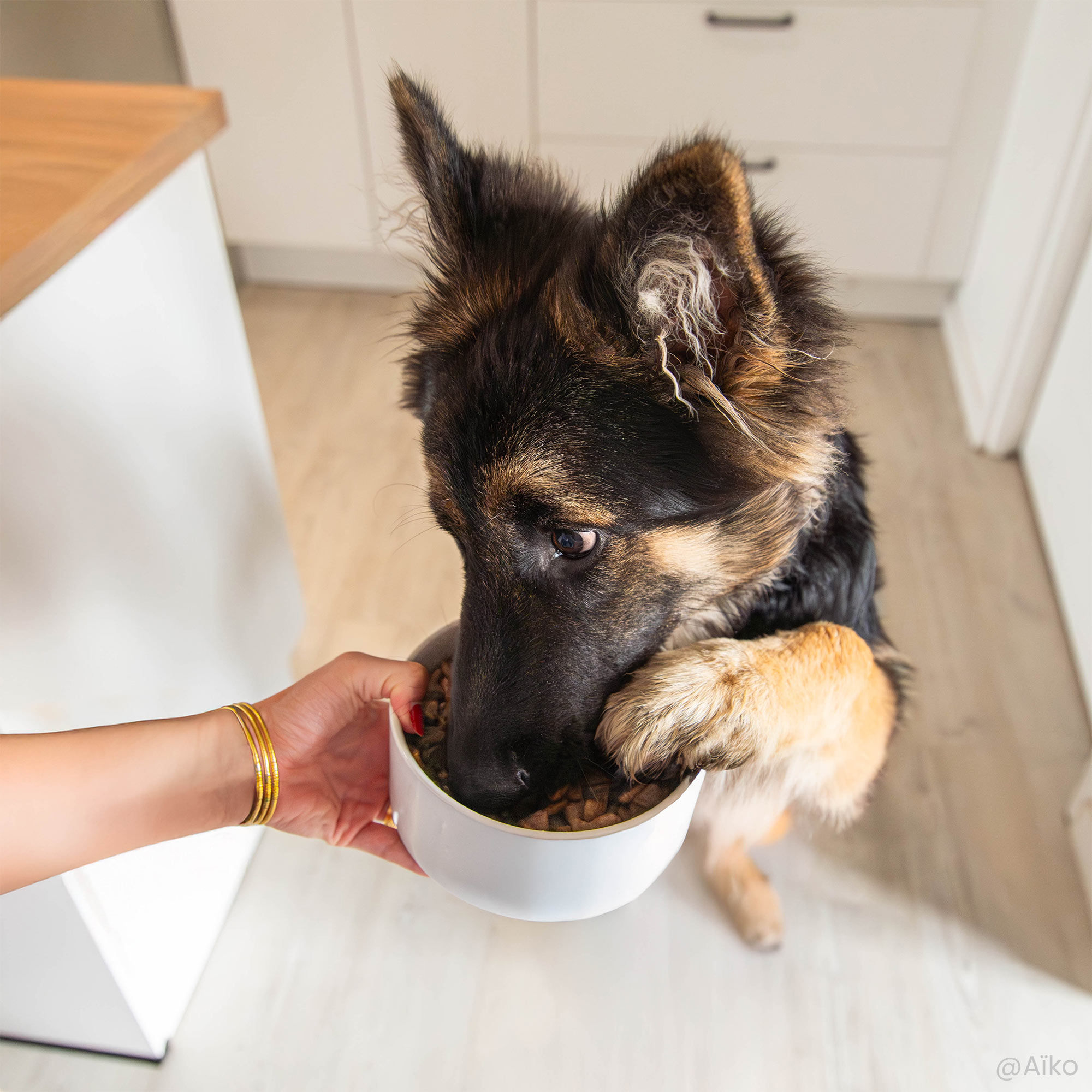 Close-up van een Duitse herder pup met een bakje vol Super Premium brokken voor pups van grote rassen.