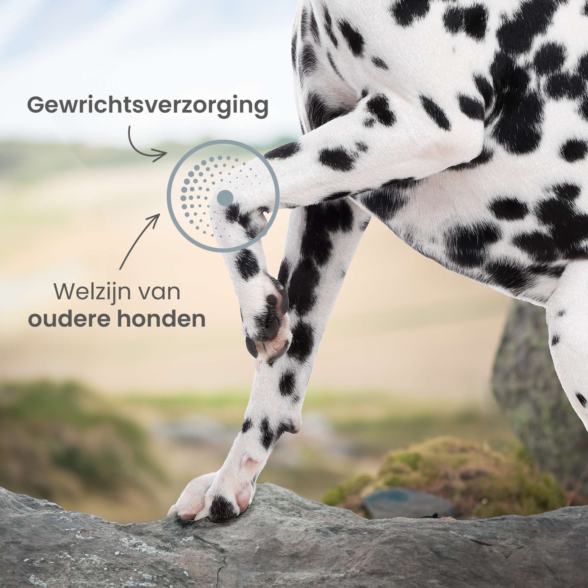 Dalmatische poot in het midden met de nadruk op de voordelen van het recept