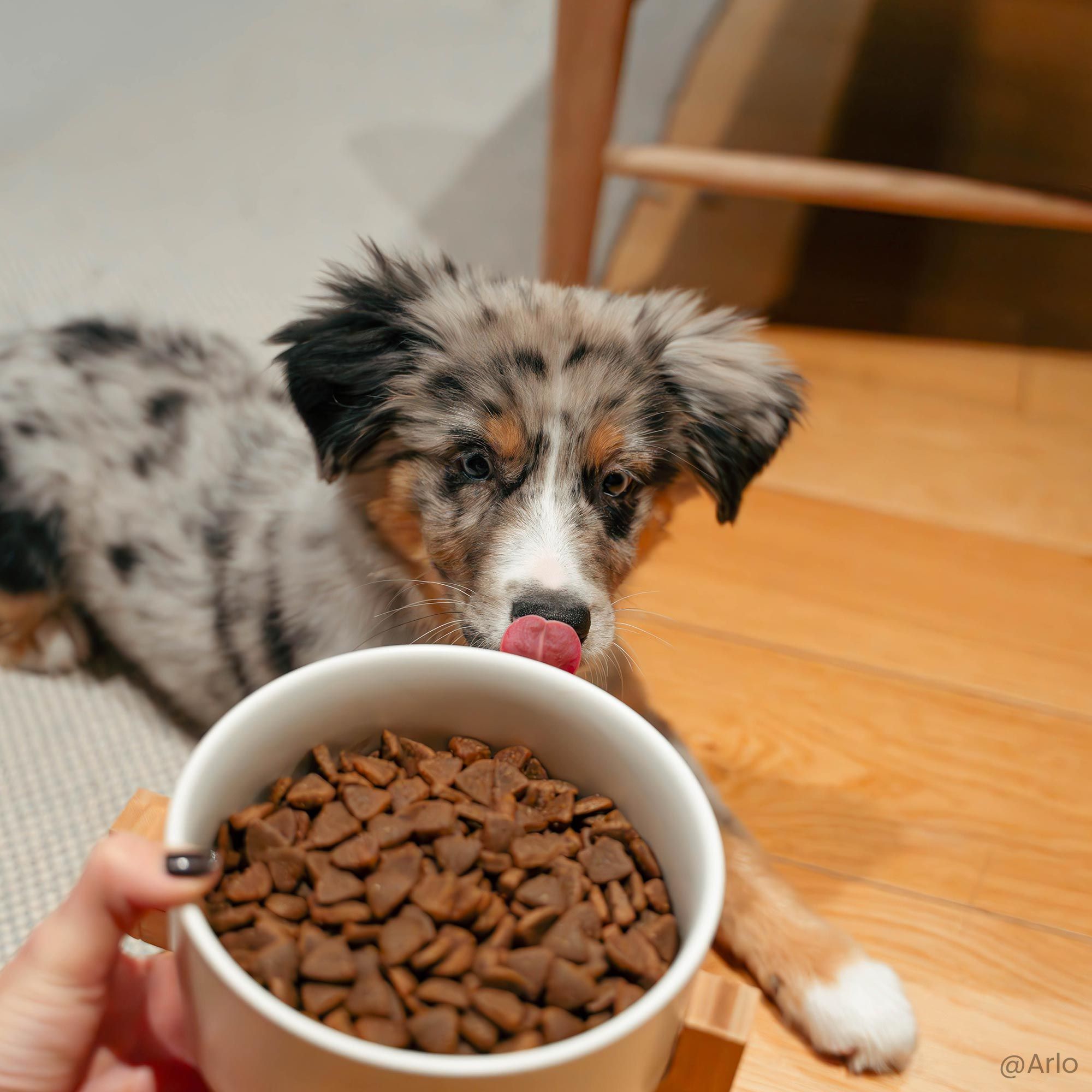 Australian Shepherd-puppy voor een bak puppyvoer met informatie over de maat en de veterinaire samenstelling