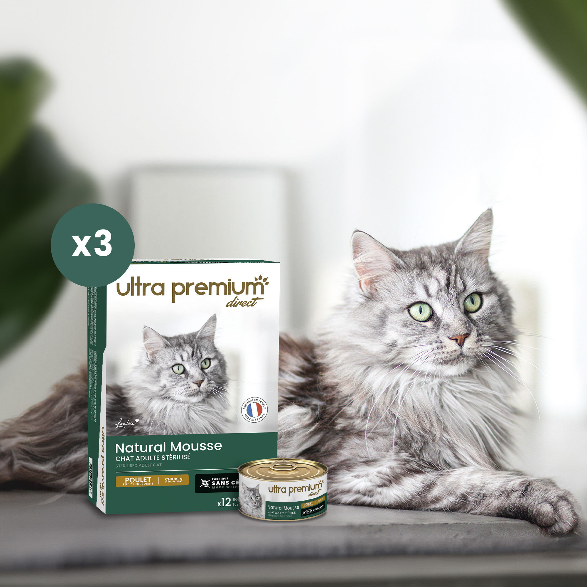 Indoor Maine Coon liggend naast een blik graanvrije kip- gesteriliseerd mousse voor volwassen kat