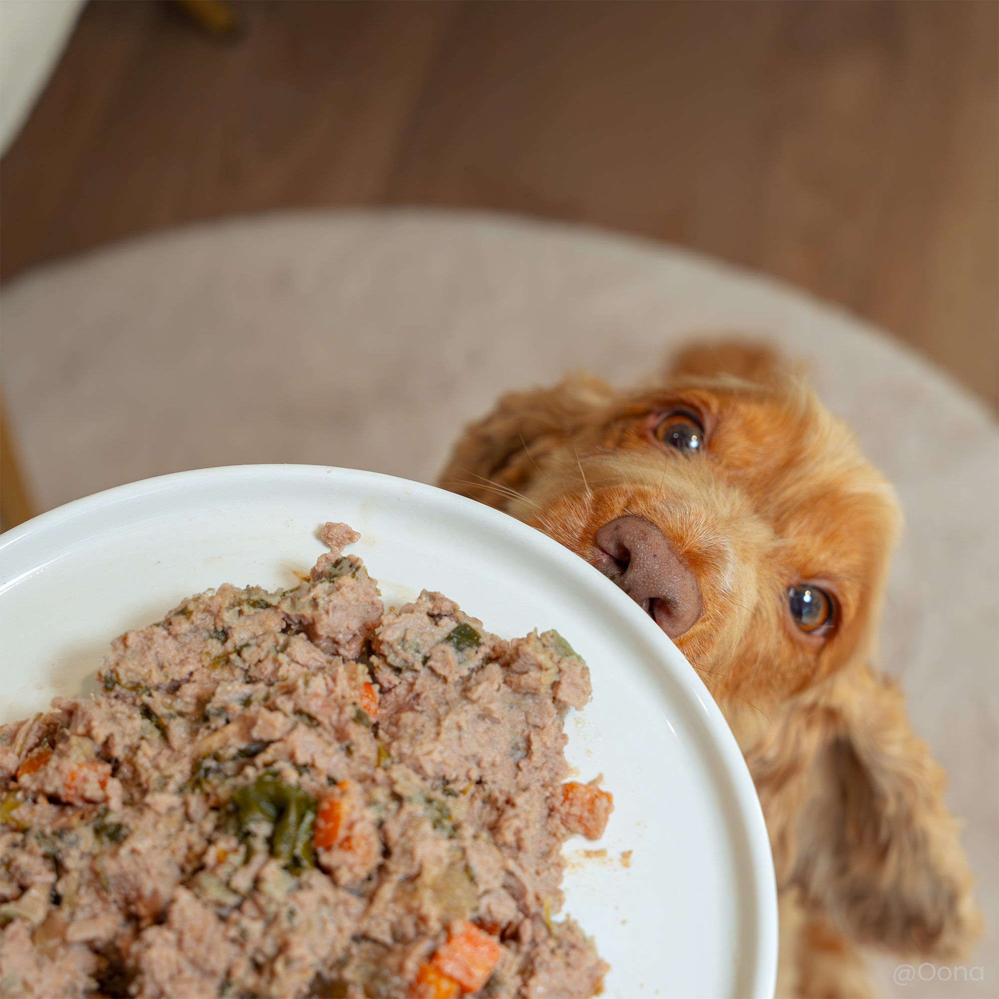 Graanvrij hond met kip en kalkoen op een wit bord
