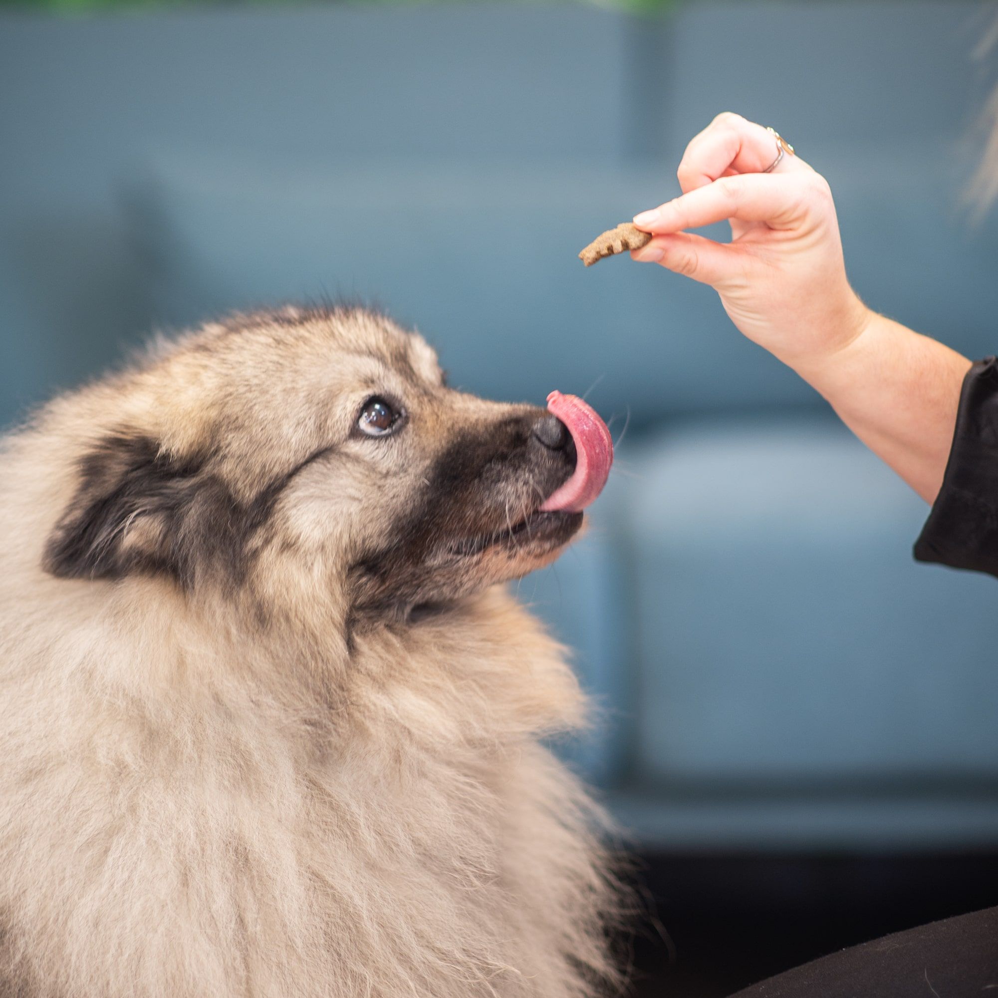 Zalmhuid- en vachttraktatie gegeven aan een zittende Wolf Spitz