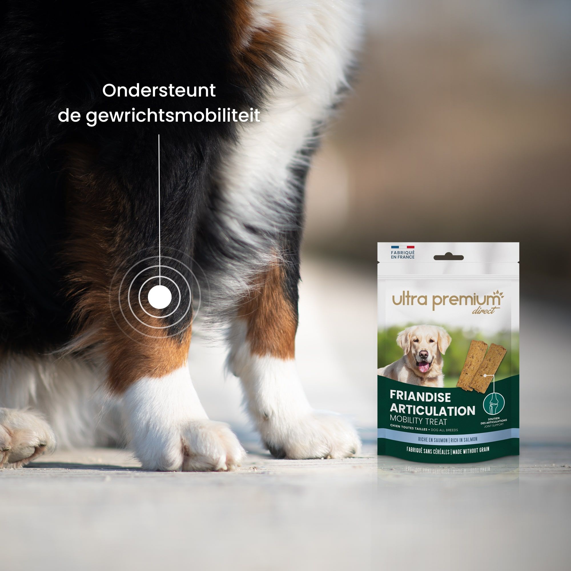 Berner Sennenhondzitting om de gewrichtsmobiliteit te benadrukken met graanvrije snacks