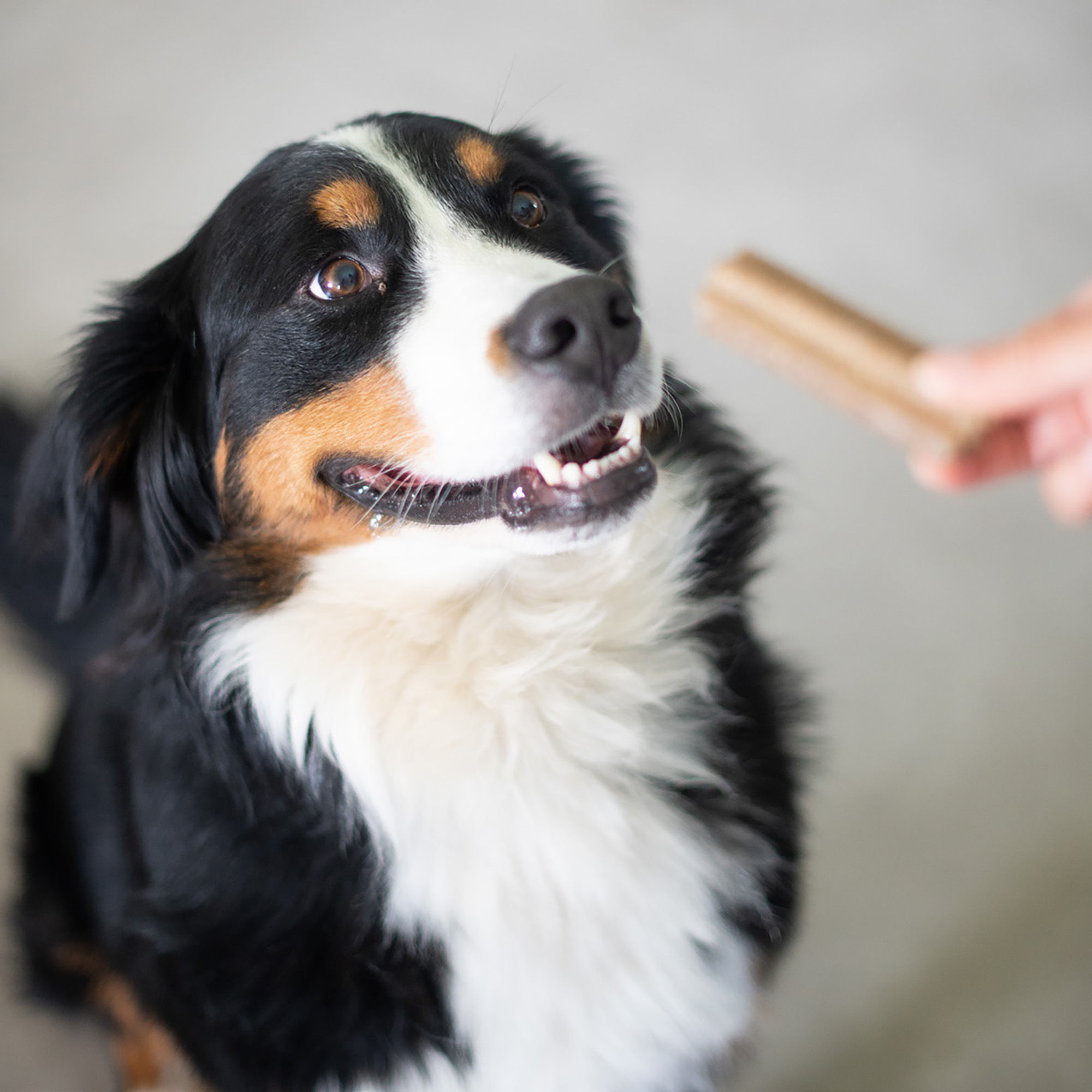 Kauwstokje, uit de set, gegeven aan een zittende Berner Sennenhond