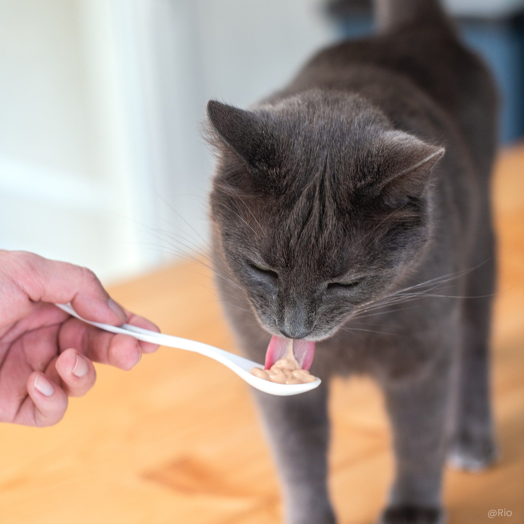 Grijze kat likt de romige lekkernij van een lepel