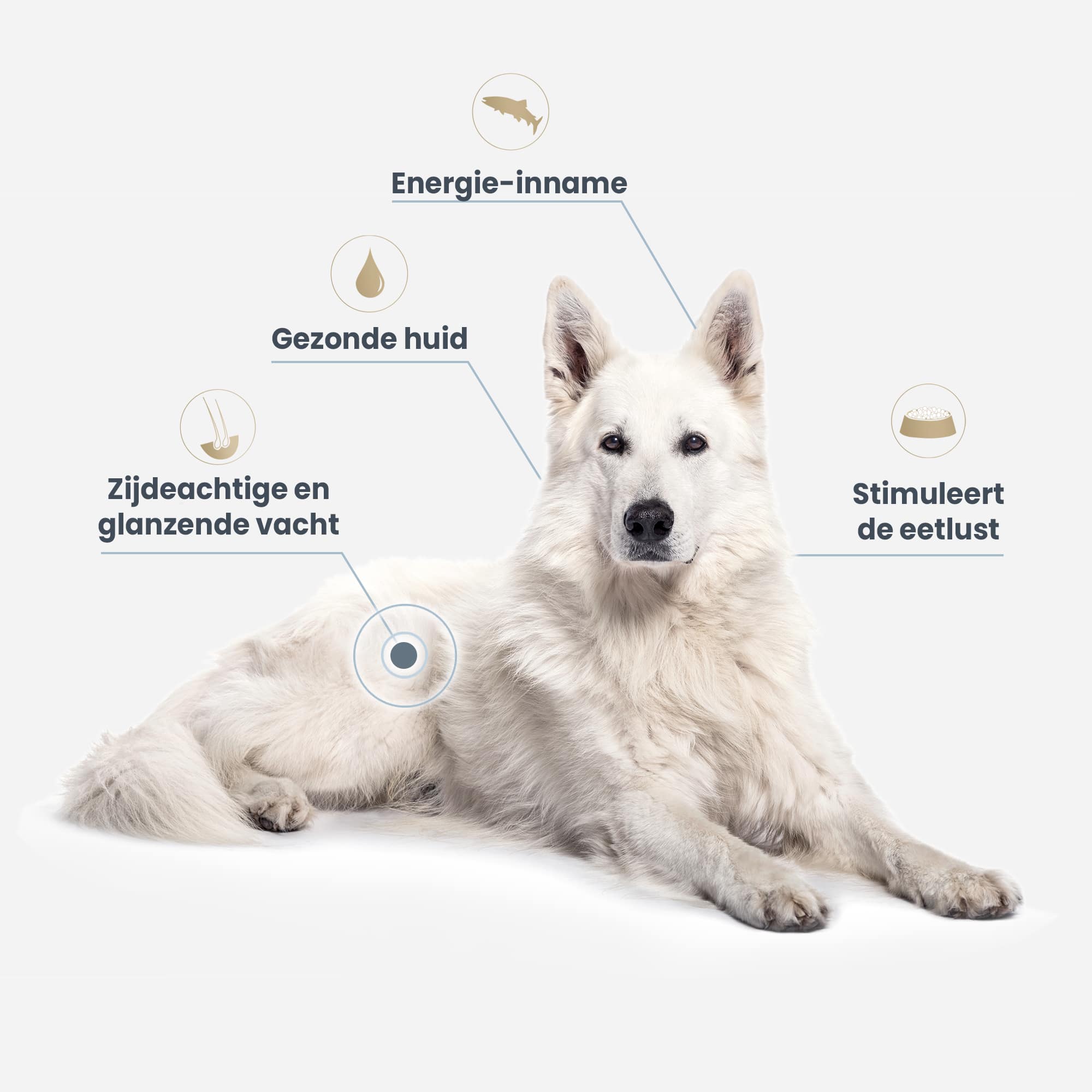Liggende White Golden Retriever benadrukt de voordelen van zalmolie