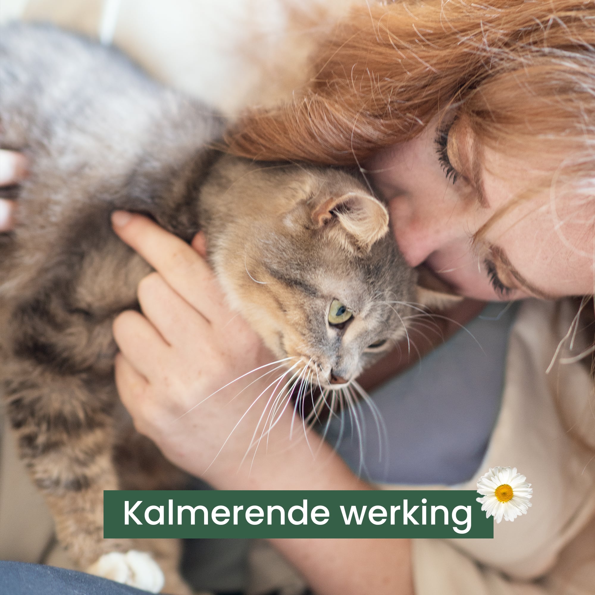 Het rustgevende effect van snacks benadrukken met een grijze Maine Coon die wordt geknuffeld