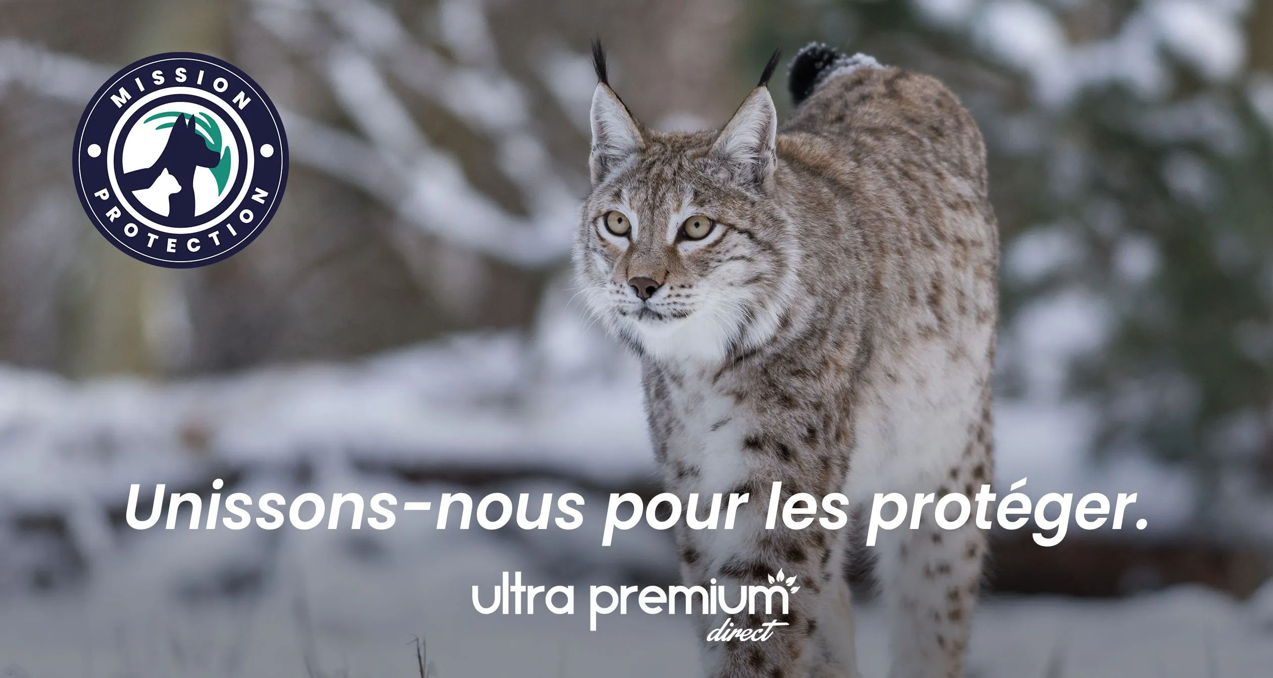 Lynx en forêt sous la neige