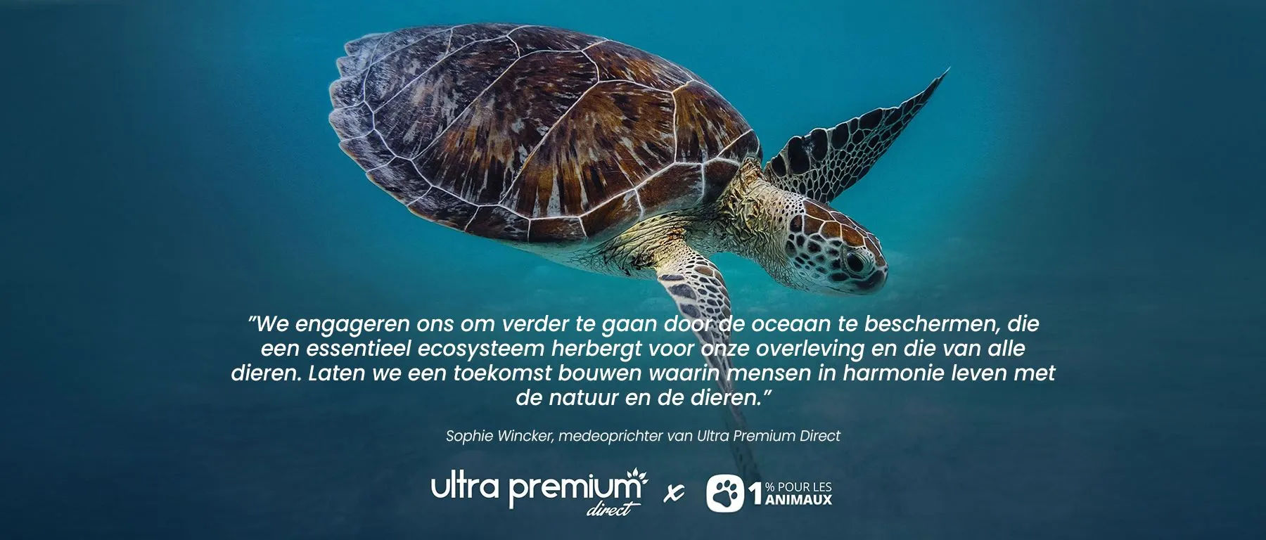 Schildpad in de zee met het citaat van Sophie Wincker