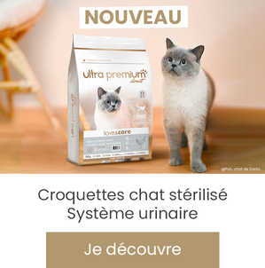 Chat Urinary