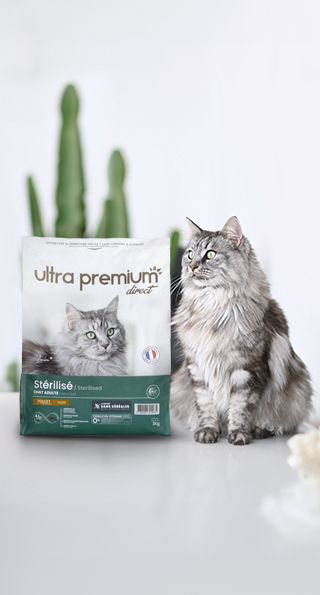 Maine Coon assis à côté d'un paquet de croquettes fabriquées sans céréales pour chat stérilisé.