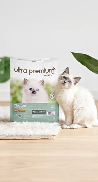 Chaton en intérieur assis à côté d'un paquet de croquettes fabriquées sans céréales pour chaton.