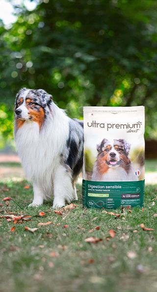 Berger Australien en extérieur assis à côté d'un paquet de croquettes fabriquées sans céréales pour chien à la digestion sensible.