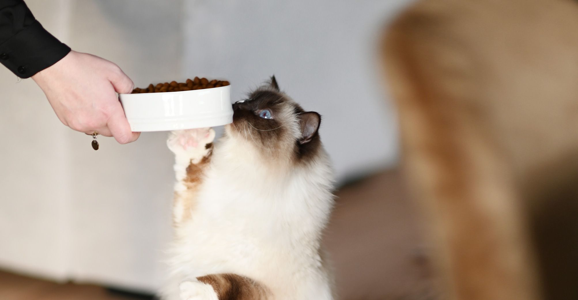 chat reniflant sa gamelle de croquettes