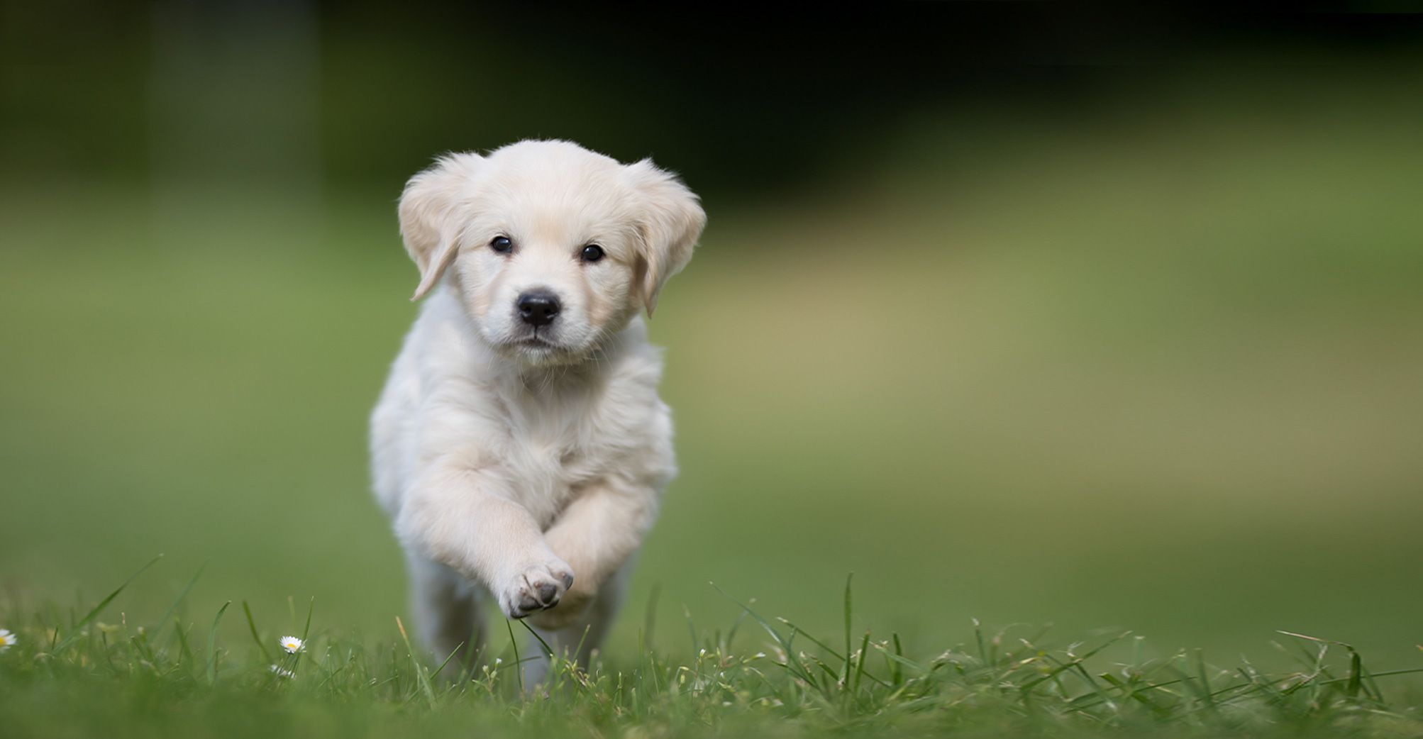 Chiot courant en plein air