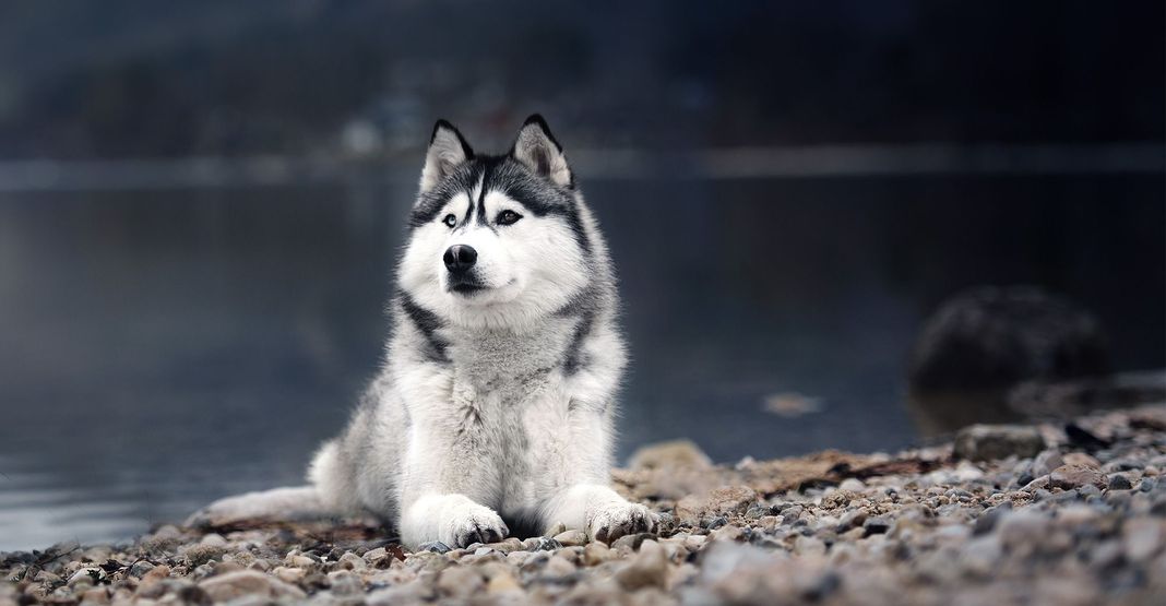 Husky, en plein air, au bord de l'eau