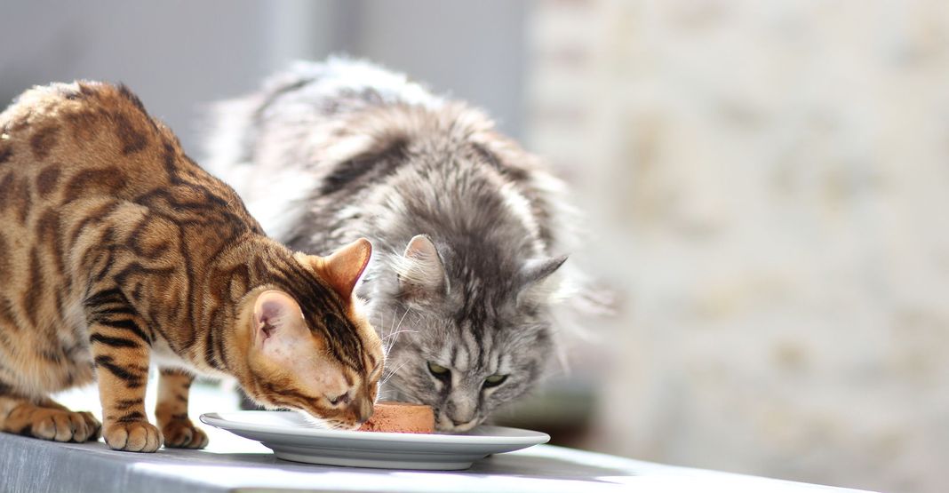 2 chats mangeant de la pâtée Ultra Premium Direct
