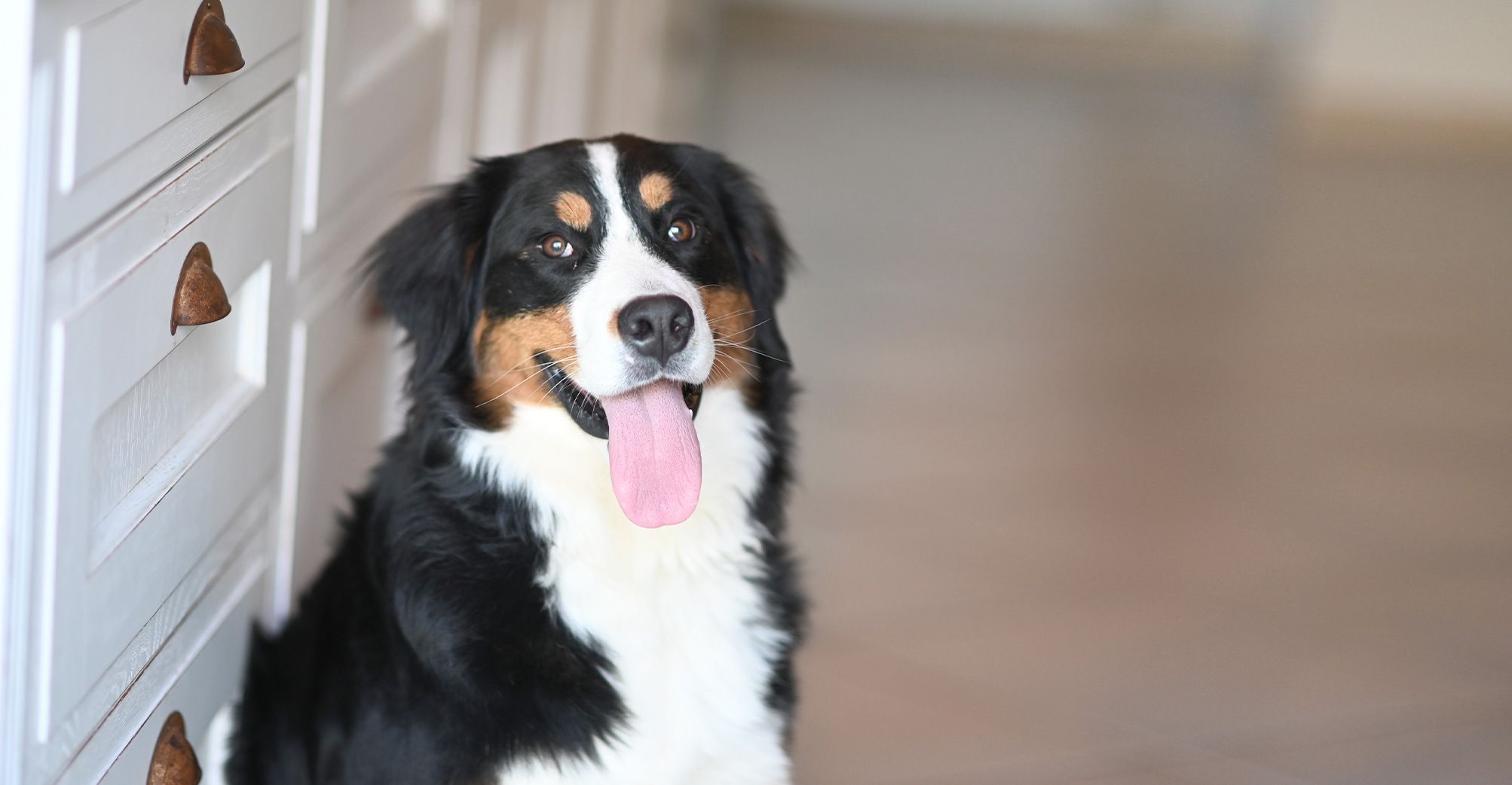 Un Bouvier Bernois, la langue tirée, regardant l'objectif