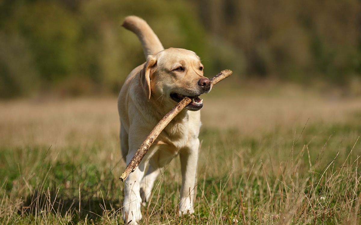 Chien tenant un bâton