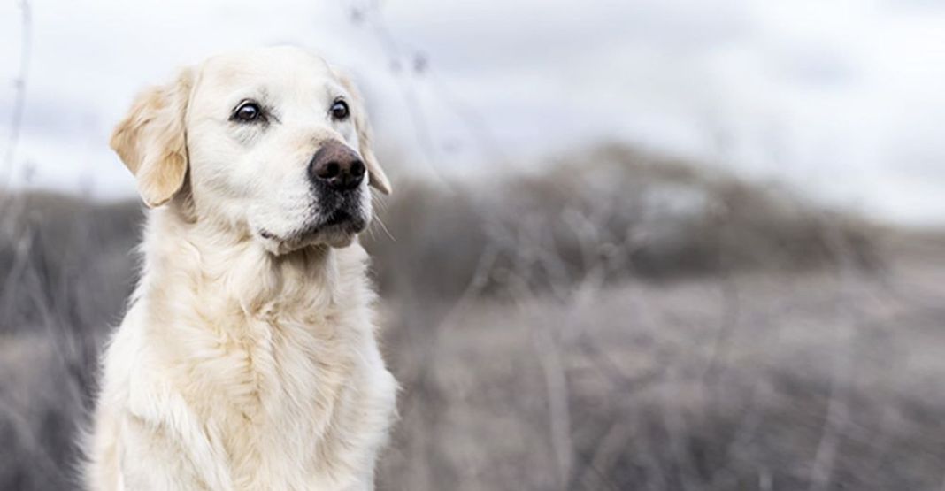 Chien en plein air