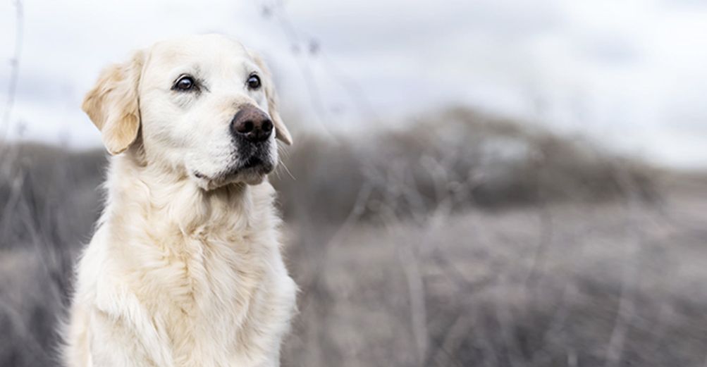 Chien en plein air