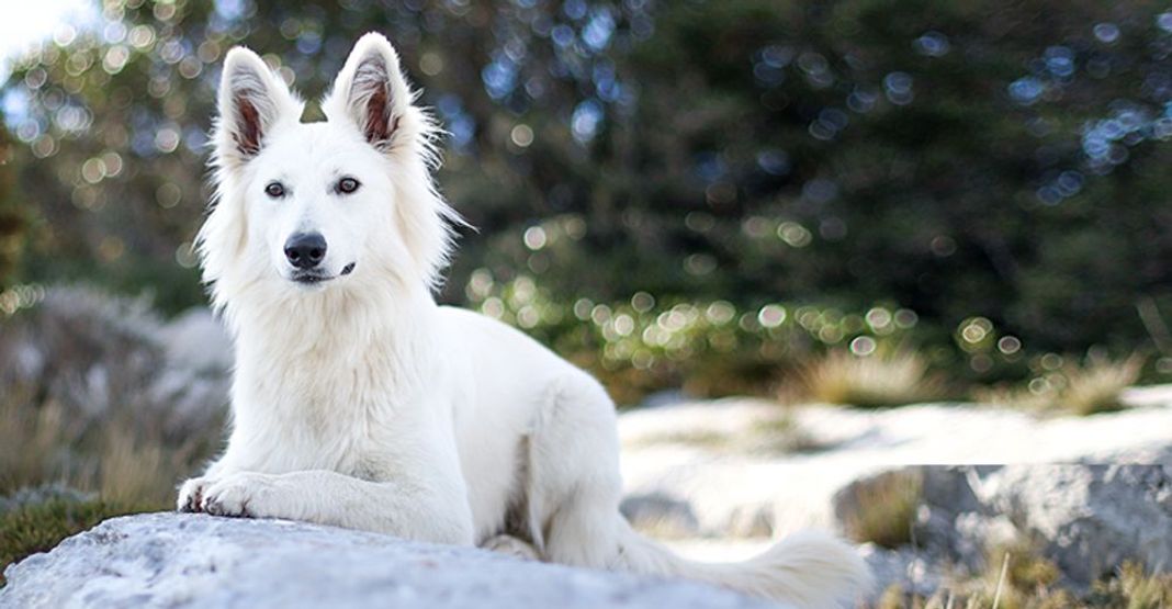 Chien blanc allongé sur un rocher