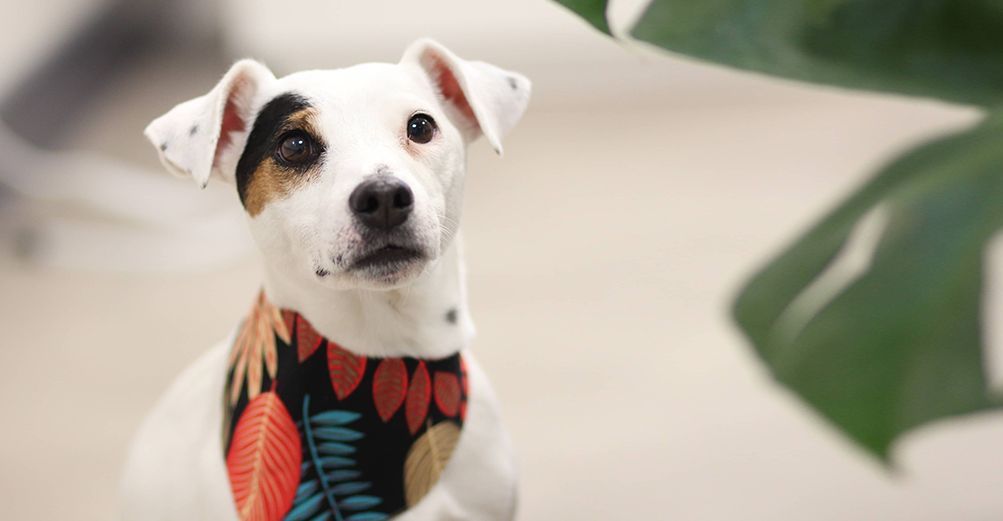 Chien avec un bandana