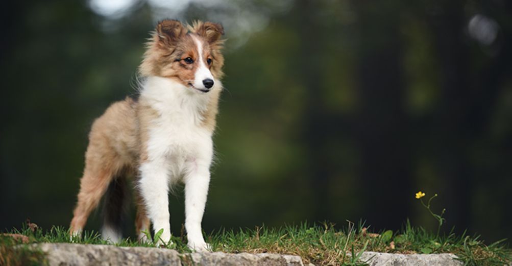 chien en pleine nature