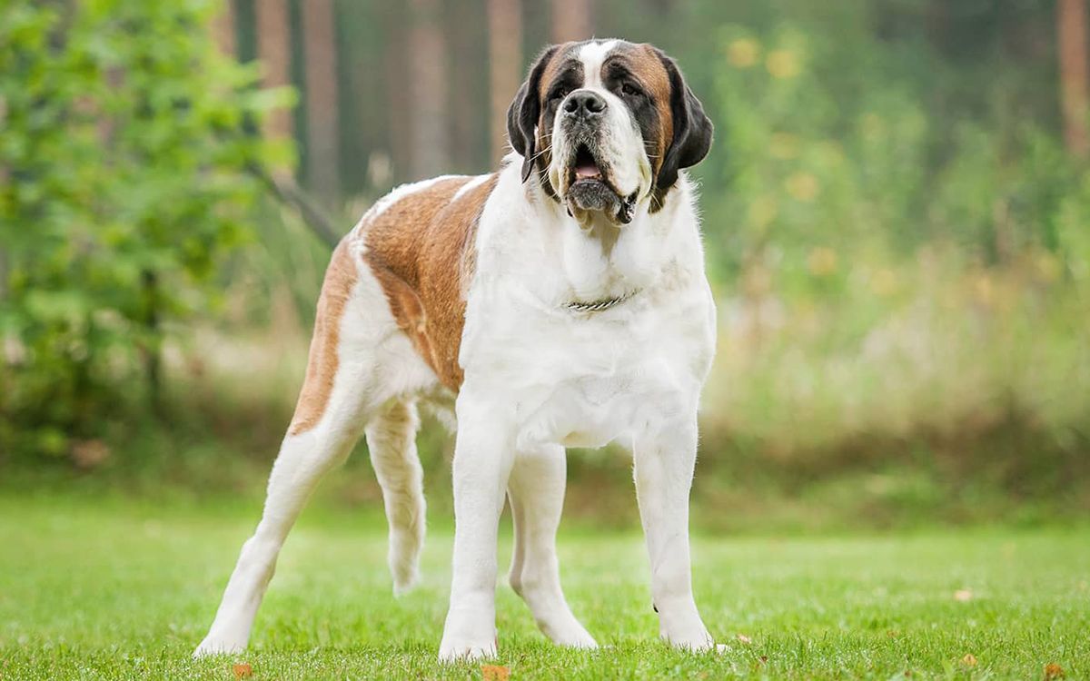 Saint-Bernard débout en plein air