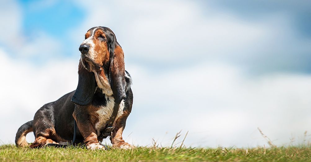 Basset Hound assis en pleine nature