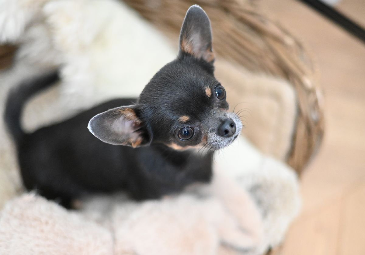 Chihuahua noir et feu dans son panier 
