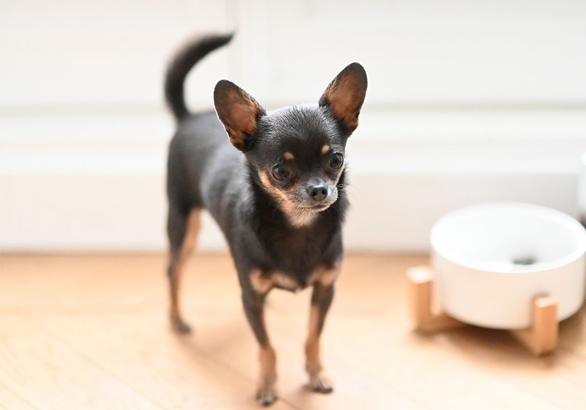 Chihuahua debout près de sa gamelle