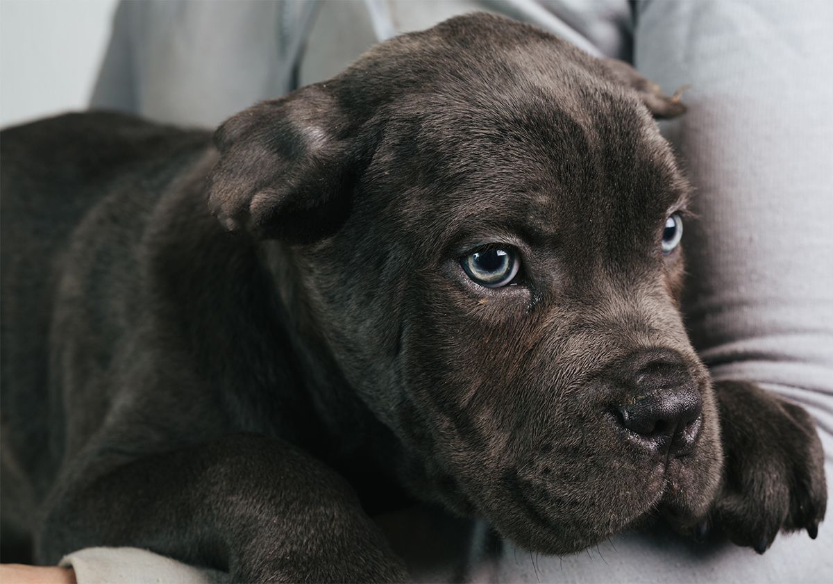 Chiot Cane Corso dans les bras