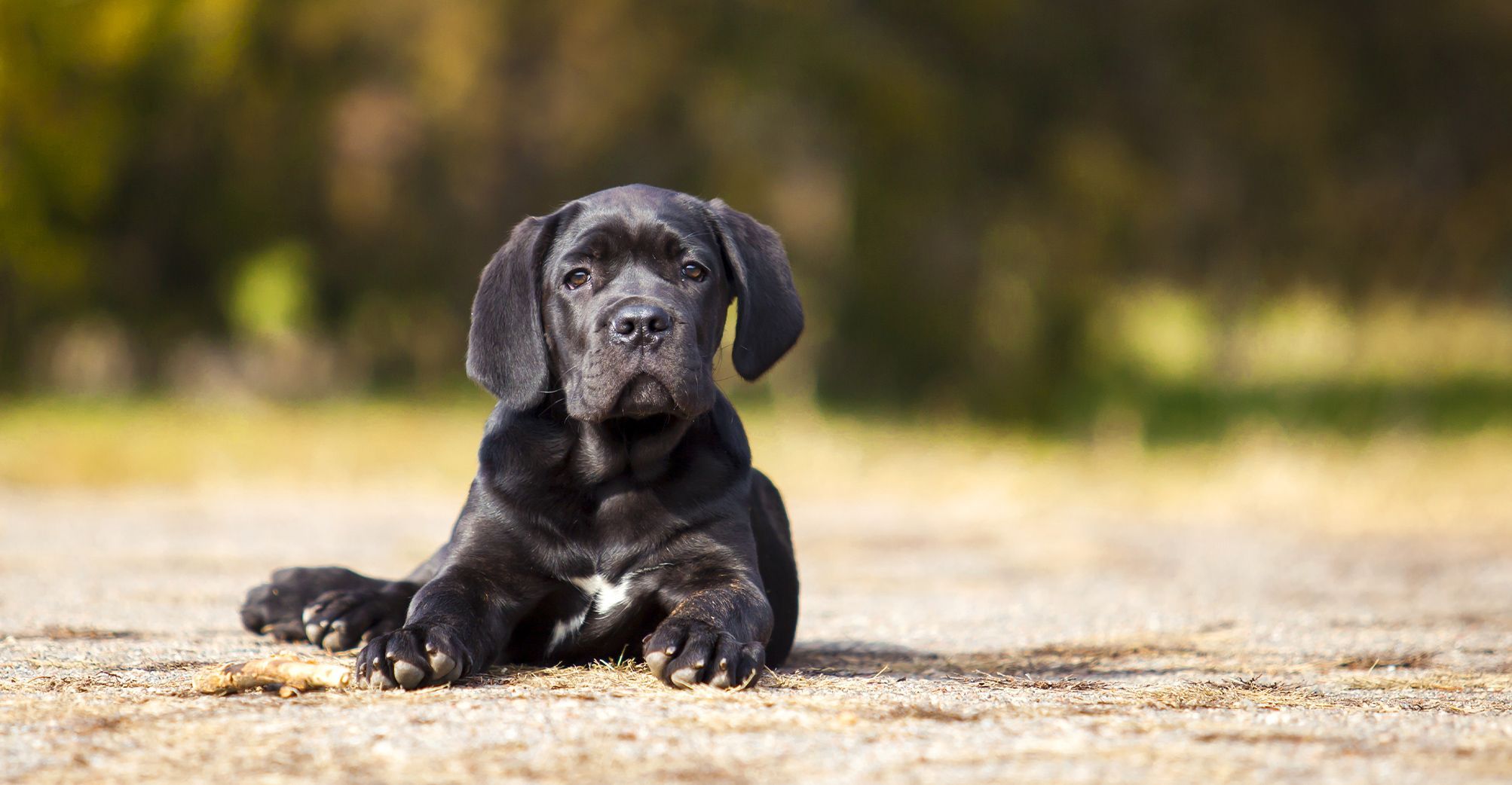 Chiot Cane Corso couché dehors