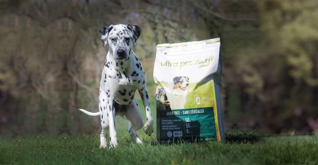 Dalmatien en extérieur à côté d'un paquet de croquettes Ultra Premium Direct