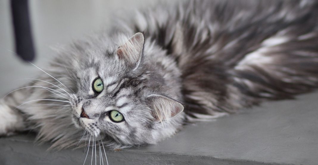 Maine Coon noir et gris couché sur le côté