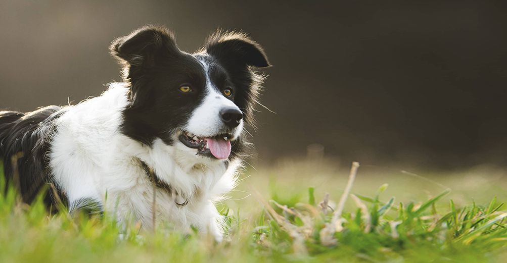 Petit Border Collie couché en pleine nature