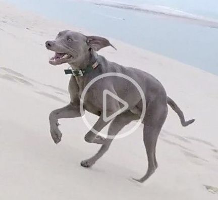 Un chien joue sur la plage