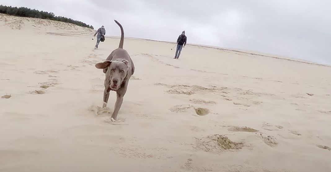 Un chien court sur la plage, 2 autres personnes sont à l'arrière