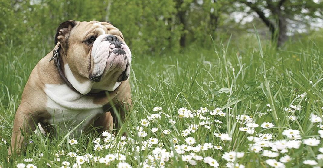 Bulldog Anglais en plein air