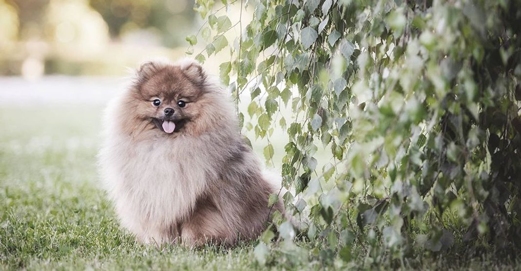Spitz Nain en pleine nature