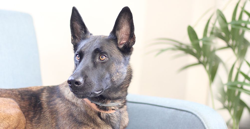 Malinois sur une canapé