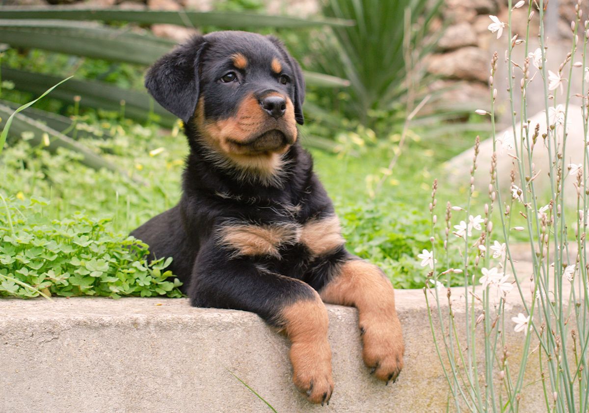 Chiot rottweiler 