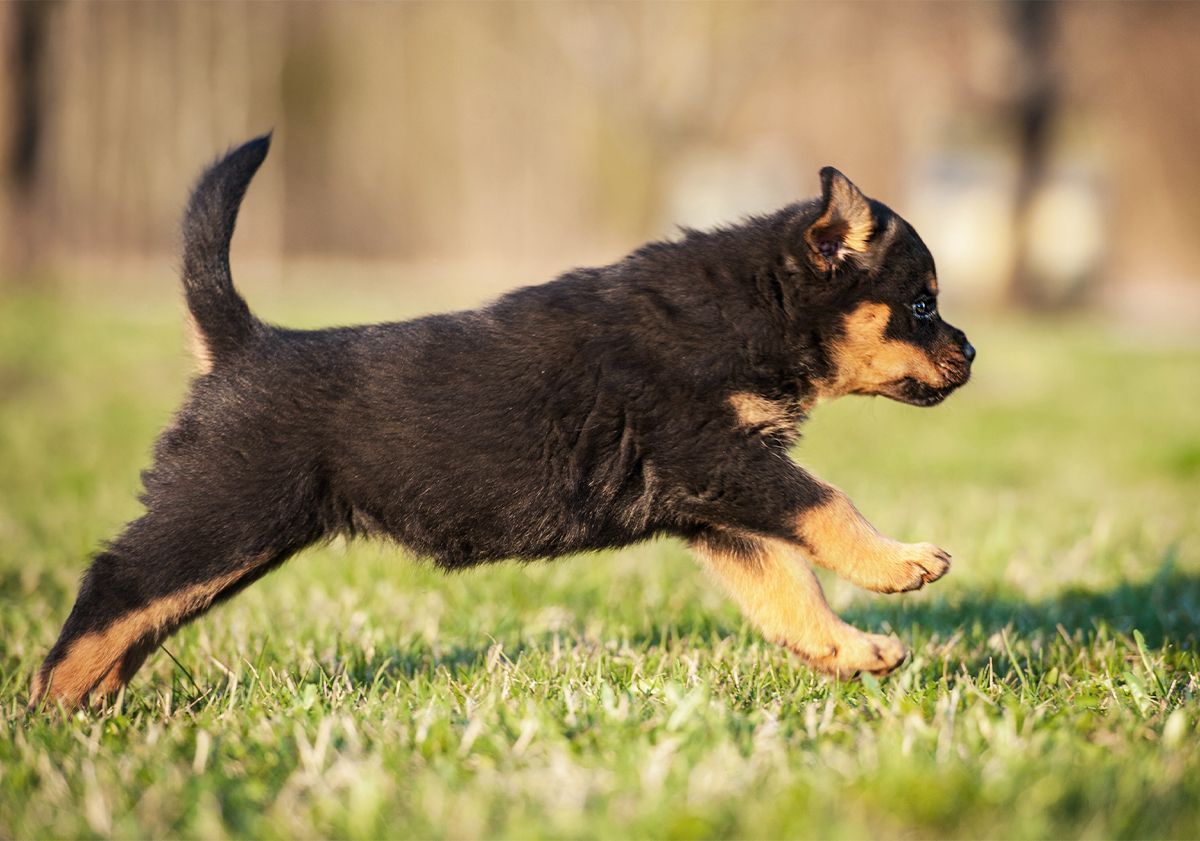 Chiot rottweiler qui court