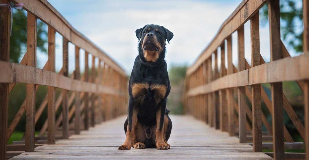 Rottweiler assis au milieu d'un pont en bois