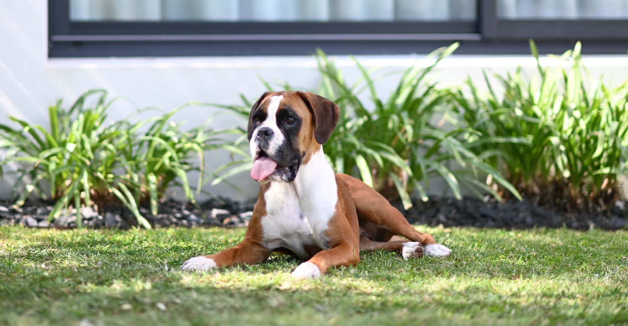 Chien boxer dans un jardin